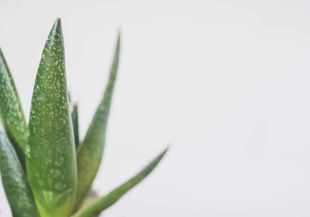 aloe vera traiter hémorroïdes
